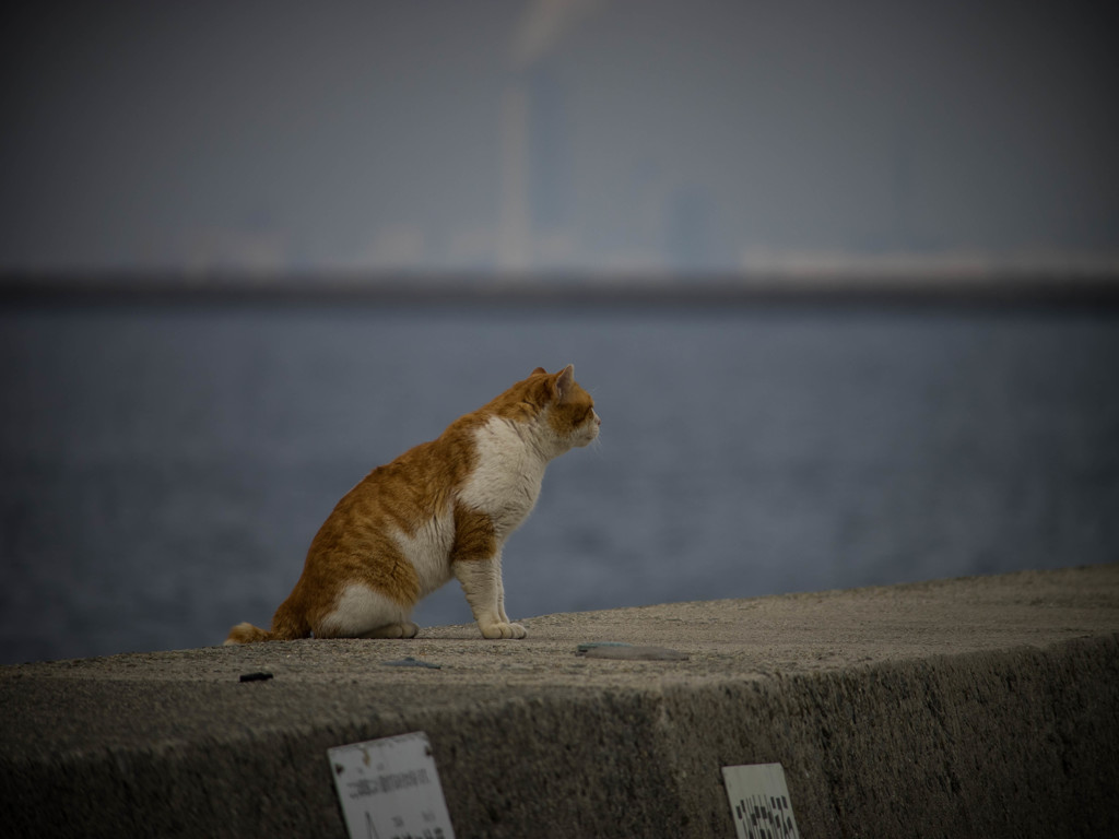 ノラ次郎