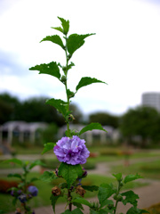 住之江公園12.09.08.001