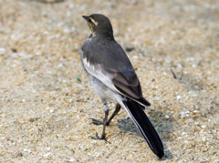 ハクセキレイ幼鳥