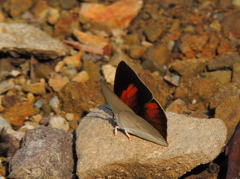 ウラギンシジミ