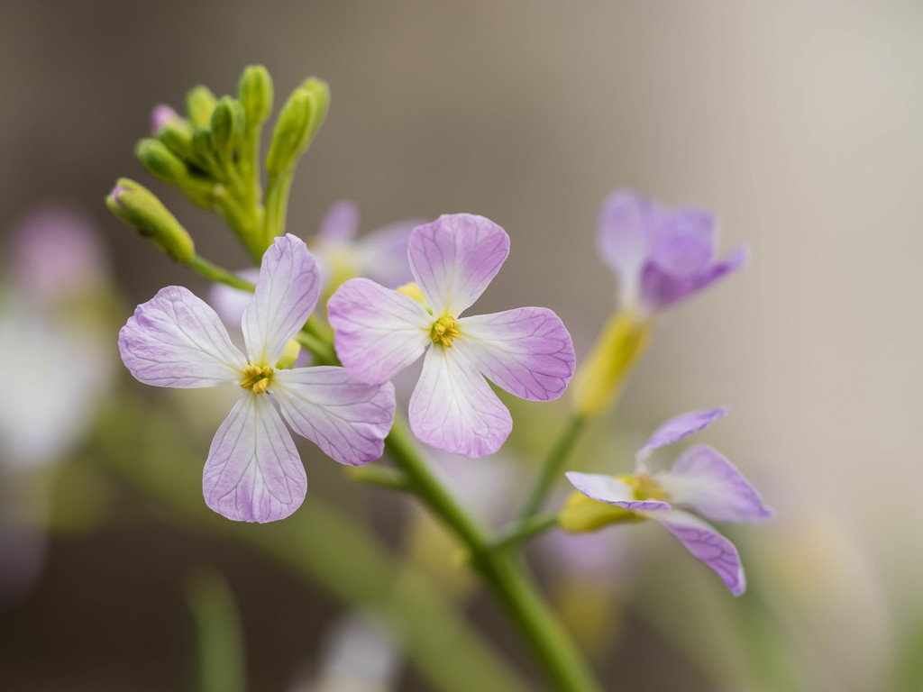 だいこんの花
