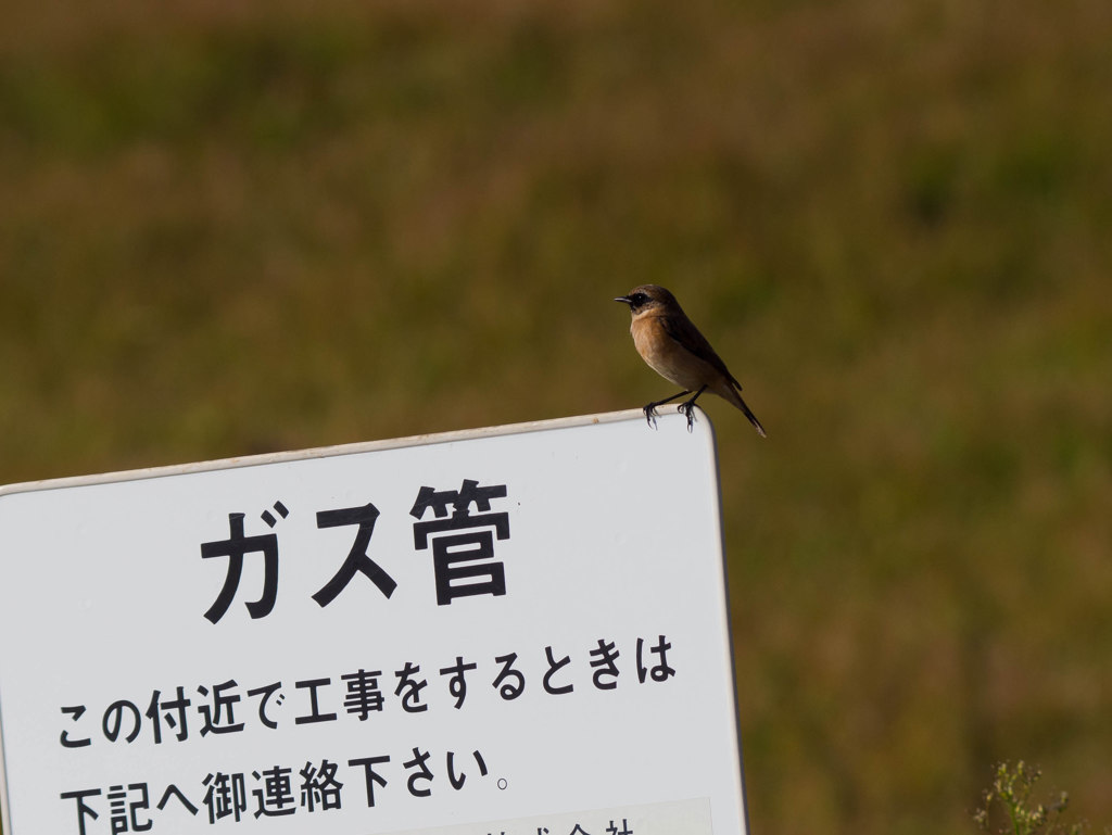 ノビタキくんからのお知らせ