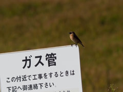 ノビタキくんからのお知らせ