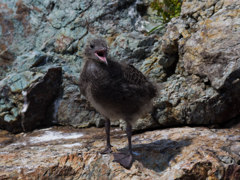 ウミネコ雛