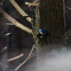 闇に映える