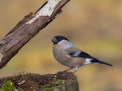 鳴き声が口笛