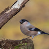 鳴き声が口笛