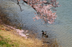 花見鴨