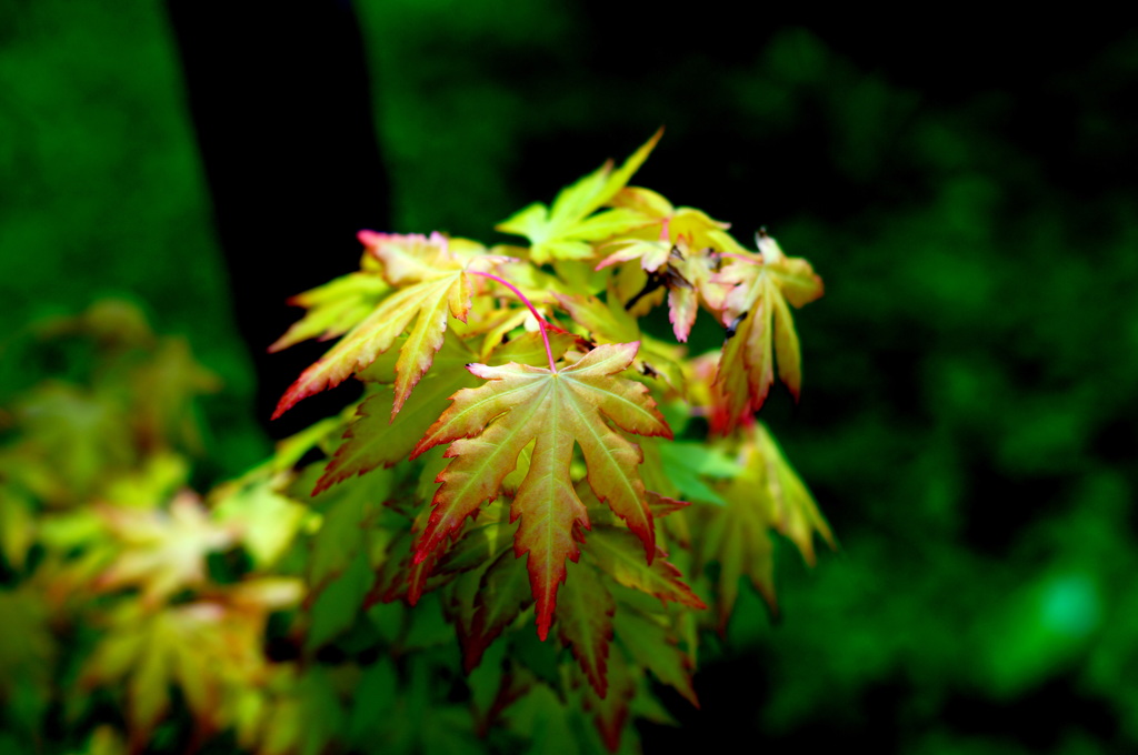 珍種かえで２