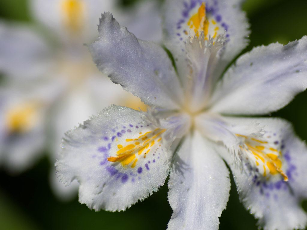 ５月の花美