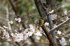 桜瑠璃