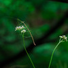 Mimicry