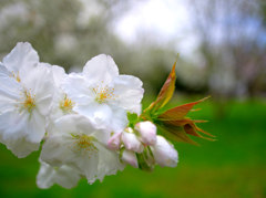 変わり桜