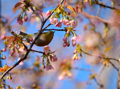 冬桜～ヒマラヤ～