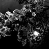 闇に桜