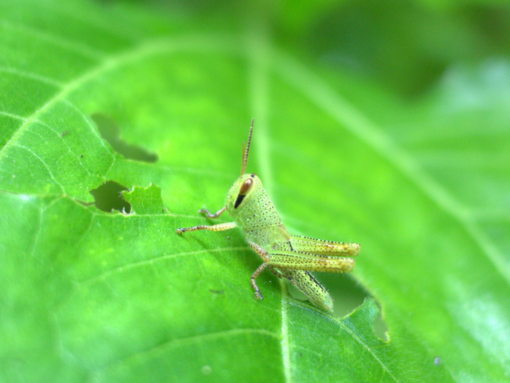 赤ちゃんばった