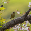 君も桜を愛でているのか