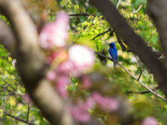 桜には来ない