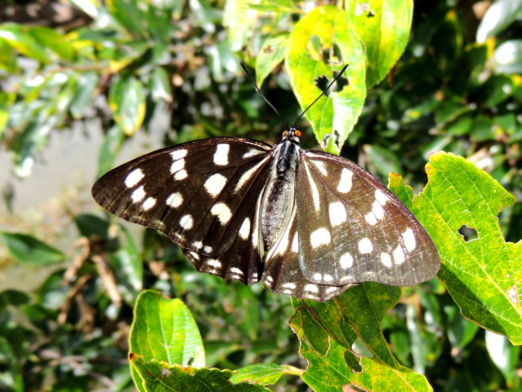 ゴマダラチョウ