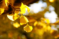 ginkgo