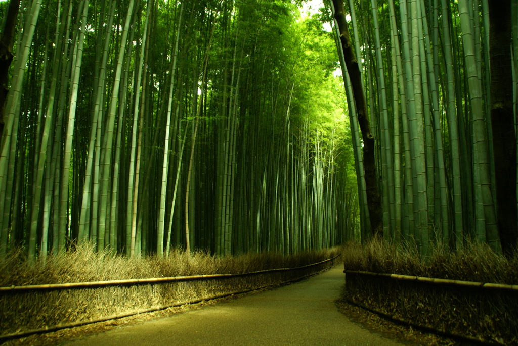 竹林の道