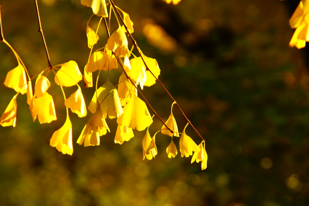 ginkgo２