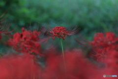 曼殊沙華　その２