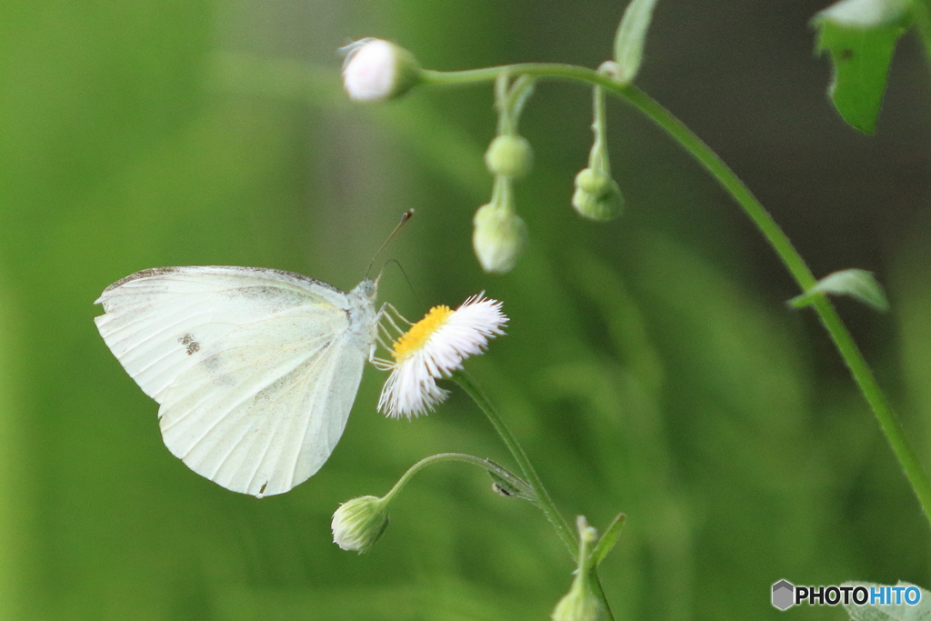 モンシロチョウの休憩