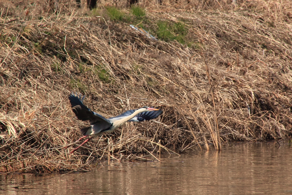 飛び立つ水鳥