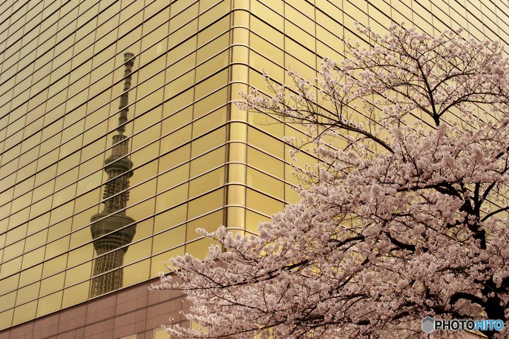 Tokyo Sky Tree & Sakura