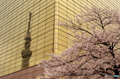 Tokyo Sky Tree & Sakura