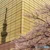 Tokyo Sky Tree & Sakura