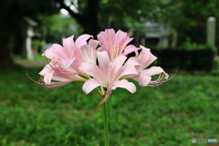 夏水仙（ナツズイセン）
