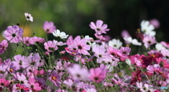 秋桜