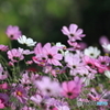 秋桜