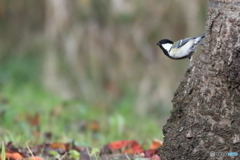 シジュウカラ