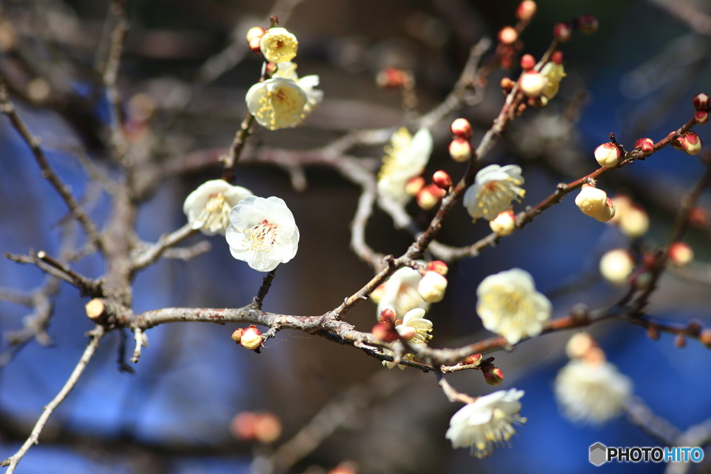 梅の花