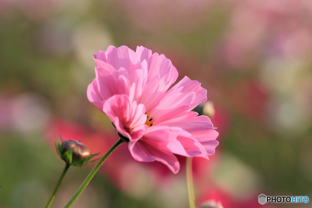 秋桜その１