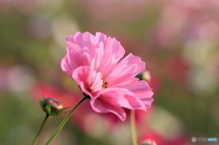 秋桜その１
