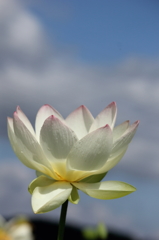 蓮の花