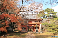 紅葉その３