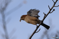百舌鳥　その３