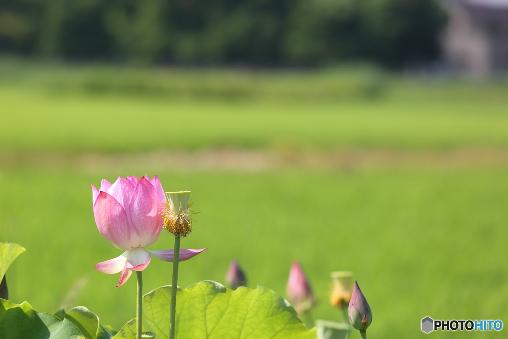 内牧黒沼公園　蓮の花