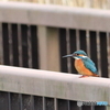 夢の森公園　翡翠　その3