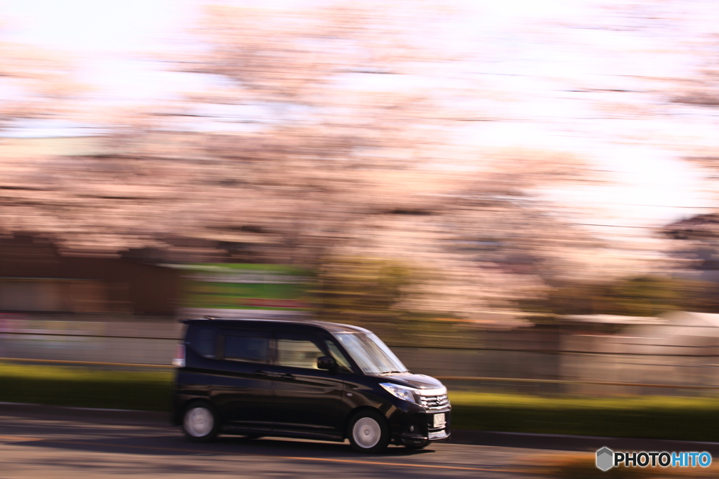 桜並木を走る