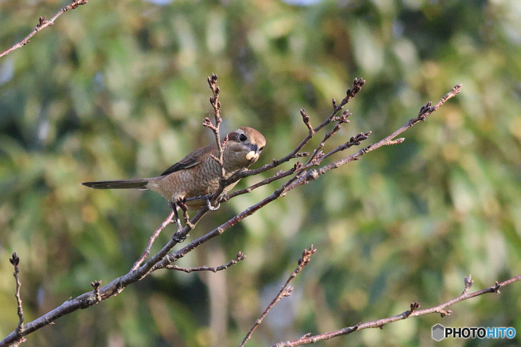百舌鳥　その１