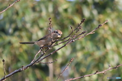 百舌鳥　その１