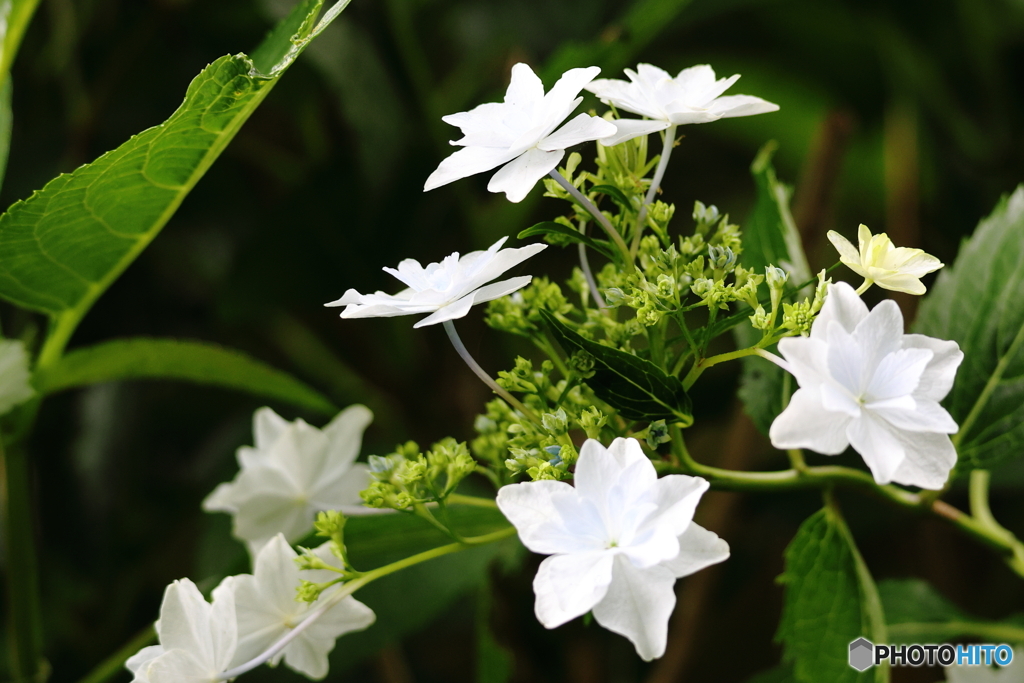 紫陽花　その２