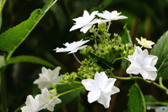 紫陽花　その２