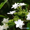 紫陽花　その２